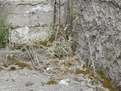 Gnaphalieae