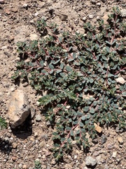 Euphorbia serrula