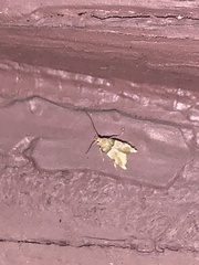 Theisoa constrictella