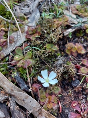 Drosera aberrans