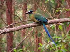 Momotus aequatorialis