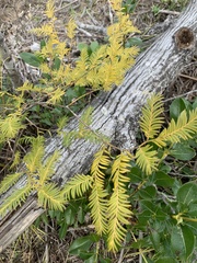 Prumnopitys ferruginea