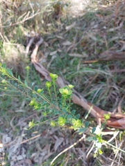 Pimelea flava