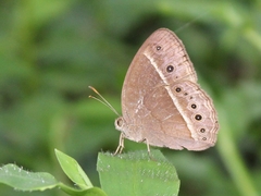 Mycalesis horsfieldi