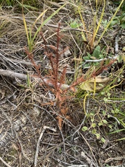 Dacrycarpus dacrydioides