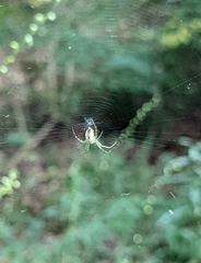 Mangora