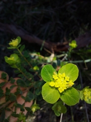Pimelea flava