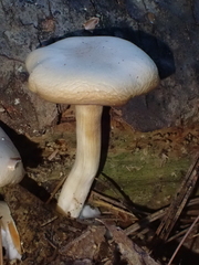 Desarmillaria caespitosa