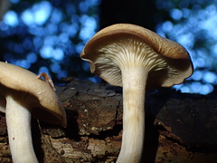 Desarmillaria caespitosa