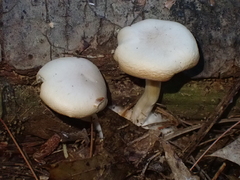 Desarmillaria caespitosa
