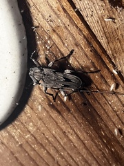 Acanthocinus nodosus