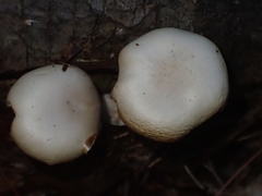 Desarmillaria caespitosa
