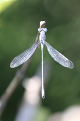 Lestes disjunctus