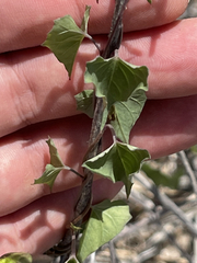 Ipomoea jicama