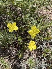 Oenothera lavandulifolia