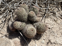 Mammillaria