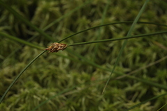 Carex chordorrhiza