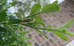 Conocephalus fasciatus