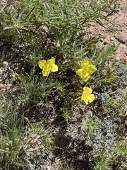 Oenothera lavandulifolia