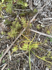 Leucopogon fasciculatus