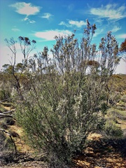 Leptospermum coriaceum