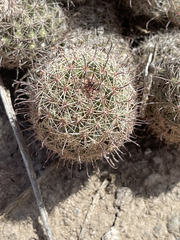 Mammillaria