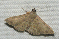 Anticarsia gemmatalis