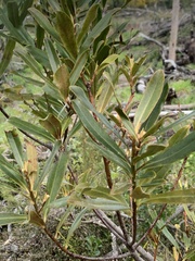 Myrsine salicina