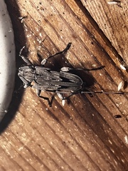 Acanthocinus nodosus