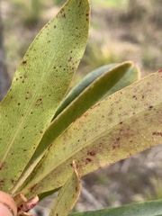 Myrsine salicina