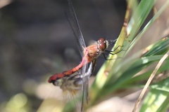 Sympetrum obtrusum