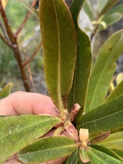 Myrsine salicina