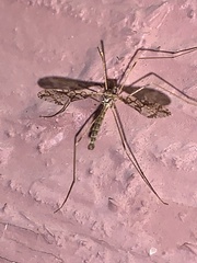 Epiphragma solatrix