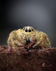 Hyllus diardi