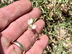 Oenothera suffrutescens