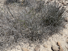 Euphorbia ceroderma
