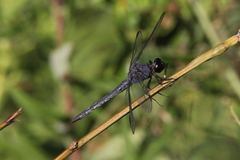 Libellula incesta