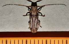Lamiinae