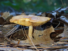 Gymnopilus penetrans