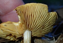 Gymnopilus penetrans