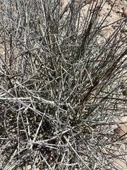 Euphorbia ceroderma