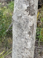 Myrsine salicina