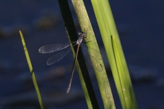 Lestes