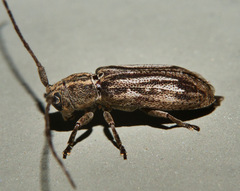 Lamiinae