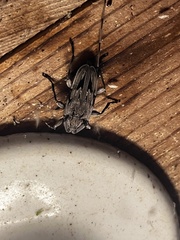 Acanthocinus nodosus