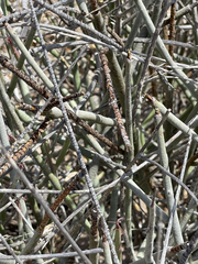 Euphorbia ceroderma