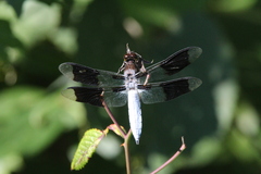 Plathemis lydia