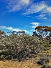 Leptospermum coriaceum