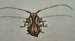 Lamiinae