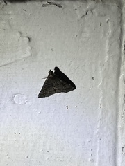 Tetanolita mynesalis